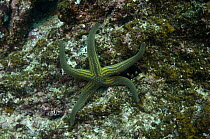 Tan Sea Star (Phataria unifascialis), Wolf Island, Galapagos Islands, Ecuador