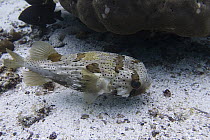 Long-spine Porcupinefish (Diodon holocanthus) uninflated on ocean floor, Isabella Island, Galapagos Islands, Ecuador