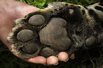 Jaguar (Panthera onca) paw of female held by biologist, Ecuador