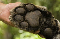 Jaguar (Panthera onca) paw of female held by biologist, Ecuador