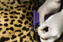 Jaguar (Panthera onca) female receiving microchip under skin from researcher, Ecuador