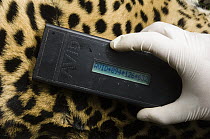Jaguar (Panthera onca) female with microchip reader registering the number of the inserted microchip, Ecuador