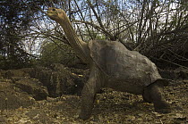 Pinta Island Galapagos Tortoise (Chelonoidis nigra abingdoni), Lonesome George, the last survivor of his race, Darwin Reserve Station, Santa Cruz Island, Galapagos Islands, Ecuador