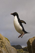 Rockhopper Penguin (Eudyptes chrysocome) jumping, Pebble Island, Falkland Islands