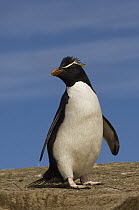 Rockhopper Penguin (Eudyptes chrysocome), Pebble Island, Falkland Islands