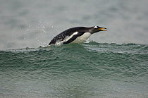 Gentoo Penguin (Pygoscelis papua) swimming, Pebble Island, Falkland Islands