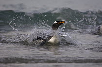 Gentoo Penguin (Pygoscelis papua) coming in with the surf, Pebble Island, Falkland Islands