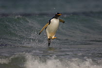 Gentoo Penguin (Pygoscelis papua) coming in with the surf, Pebble Island, Falkland Islands