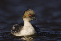 Silvery Grebe (Podiceps occipitalis), Pebble Island, Falkland Islands