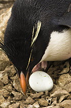 Rockhopper Penguin (Eudyptes chrysocome) with egg, Pebble Island, Falkland Islands