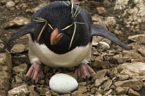 Rockhopper Penguin (Eudyptes chrysocome) with egg, Pebble Island, Falkland Islands