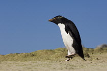 Rockhopper Penguin (Eudyptes chrysocome) walking, Pebble Island, Falkland Islands