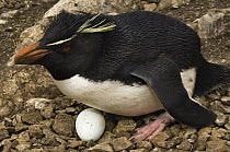 Rockhopper Penguin (Eudyptes chrysocome) on nest with egg, Pebble Island, Falkland Islands
