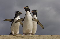 Rockhopper Penguin (Eudyptes chrysocome) trio on beach, Pebble Island, Falkland Islands