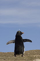 Rockhopper Penguin (Eudyptes chrysocome) stretching wings, Pebble Island, Falkland Islands