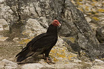 Turkey Vulture (Cathartes aura), Pebble Island, Falkland Islands