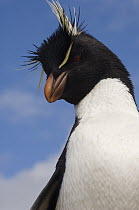 Rockhopper Penguin (Eudyptes chrysocome) portrait, Pebble Island, Falkland Islands
