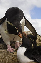 Rockhopper Penguin (Eudyptes chrysocome) pair mutual preening, Pebble Island, Falkland Islands