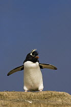 Rockhopper Penguin (Eudyptes chrysocome) with wings spread, Pebble Island, Falkland Islands