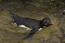Rockhopper Penguin (Eudyptes chrysocome) swimming, Pebble Island, Falkland Islands