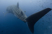 Whale Shark (Rhincodon typus), Wolf Island, Galapagos Islands, Ecuador