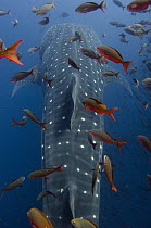 Whale Shark (Rhincodon typus) swimming with other tropical fish, note satellite tag to right of dorsal fin, Wolf Island, Galapagos Islands, Ecuador