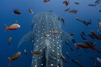 Whale Shark (Rhincodon typus) swimming with other tropical fish, Wolf Island, Galapagos Islands, Ecuador