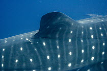 Whale Shark (Rhincodon typus) dorsal fin, Wolf Island, Galapagos Islands, Ecuador