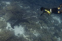 Scalloped Hammerhead Shark (Sphyrna lewini) tagged by researcher, Wolf Island, Galapagos Islands, Ecuador