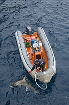 Scalloped Hammerhead Shark (Sphyrna lewini) being tagged by researchers, Wolf Island, Galapagos Islands, Ecuador