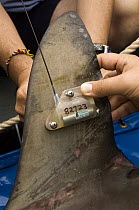 Scalloped Hammerhead Shark (Sphyrna lewini) tag on dorsal fin, Wolf Island, Galapagos Islands, Ecuador