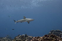 Galapagos Shark (Carcharhinus galapagensis) swimming over reef, Wolf Island, Galapagos Islands, Ecuador