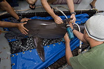Silky Shark (Carcharhinus falciformis) being tagged by researchers, Wolf Island, Galapagos Islands, Ecuador