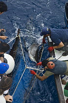 Silky Shark (Carcharhinus falciformis) caught on fishing line for tagging by researchers, Wolf Island, Galapagos Islands, Ecuador
