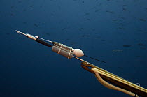 Satellite tag loaded into spear gun for tagging a shark, Wolf Island, Galapagos Islands, Ecuador