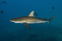Galapagos Shark (Carcharhinus galapagensis), Wolf Island, Galapagos Islands, Ecuador