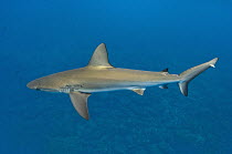 Galapagos Shark (Carcharhinus galapagensis), Wolf Island, Galapagos Islands, Ecuador
