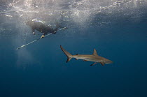 Galapagos Shark (Carcharhinus galapagensis) with researcher, Wolf Island, Galapagos Islands, Ecuador