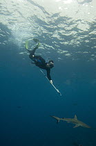 Galapagos Shark (Carcharhinus galapagensis) being tagged by researcher, Wolf Island, Galapagos Islands, Ecuador