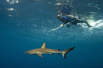 Galapagos Shark (Carcharhinus galapagensis) being tagged by researcher, Wolf Island, Galapagos Islands, Ecuador