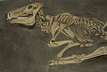 Flat-headed Peccary (Platygonus compressus) fossil, North America