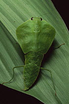 Praying Mantis (Empusa sp) camouflaged on leaf, Costa Rica
