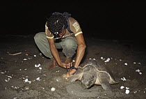Olive Ridley Sea Turtle (Lepidochelys olivacea) being tagged by researcher on nesting beach scattered with eggs, Costa Rica