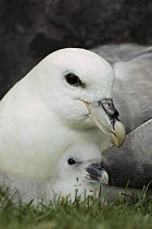 Northern Fulmar (Fulmarus glacialis) adult and chick, Foula Island, Scotland