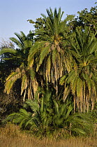 Date Palm (Phoenix reclinata) cluster, Okavango Delta, Botswana