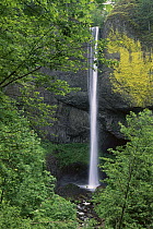 Latourell Falls flowing over basalt cliff, Guy Talbot State Park, Oregon