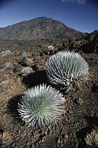 Haleakala Silversword (Argyroxiphium sandwicense) pair, Haleakala Crater, Maui, Hawaii