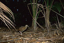 Lord Howe Rail (Gallirallus sylvestris) endangered, flightless bird endemic to Lord Howe Island, Australia