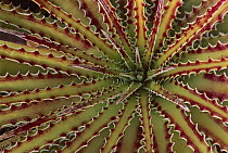 Bromeliad (Navia tentacula) detail showing serrated leaves, Texas