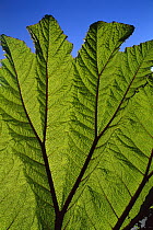 Poor Man's Umbrella (Gunnera insignis) leaves showing ribs and veination, Volcan Irazu National Park, Costa Rica